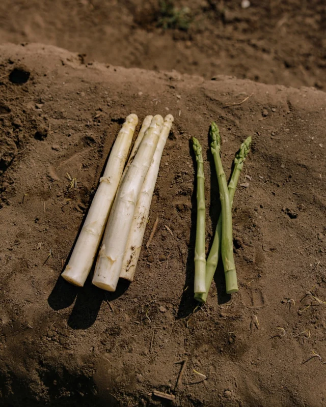 Weißer oder grüner Spargel? 🤍🌱
Auf dem Theuringer Hof bauen wir beide Sorten an. Aber was ist eigentlich der Unterschied?
Weißer Spargel wächst unter Erde oder Folie. So kommt kein Sonnenlicht an die Stangen, sie bleiben zart und mild im Geschmack.
Grüner Spargel wächst über der Erde. Durch das Sonnenlicht bekommt er seine Farbe und sein kräftigeres Aroma.
Beide sind frisch vom Feld ein Genuss, ob gekocht, gegrillt oder als Salat. 
💡 Kleiner Insider: Grüner Spargel bekommt durch die Sonne extra Vitamine und ist besonders aromatisch.
#TheuringerHof #Spargelzeit #WeißerSpargel #GrünerSpargel #VomFeldAufDenTeller RegionalGenießen