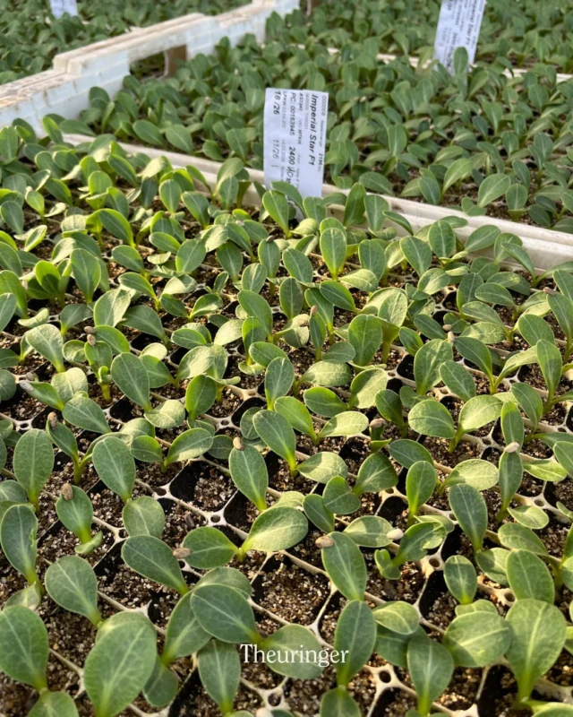 Artischocken-Update 🌱
Unsere frisch pikierten Artischockenpflänzchen wachsen prächtig! 💚
Schon bald werden sie auf unseren Feldern im Marchfeld zu kräftigen Pflanzen heranwachsen.
Die ersten Artischocken könnt ihr bei uns voraussichtlich ab Spätsommer frisch vom Feld genießen, direkt vom Theuringer Hof auf euren Teller. 🌿✨
💡 Wusstet ihr: Artischocken enthalten viele Ballaststoffe, Vitamine und Antioxidantien und sind deshalb nicht nur gesund sondern auch richtig lecker! 😍
#Artischocken #TheuringerHof #FrischVomFeld #RegionalGenießen #Saisonstart Hofleben Gartenliebe