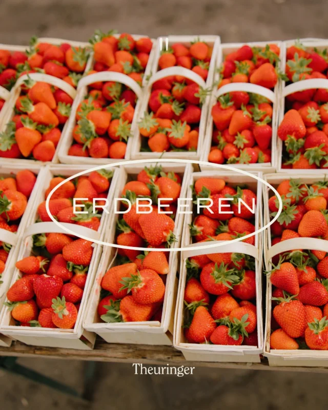 Mit Liebe zu Erdbeeren🍓
Bei uns am Hof hat alles mit Annemaries Begeisterung für Erdbeeren begonnen und bis heute wird diese mit viel Herzblut weitergeführt. Seit vielen Jahren gehört die „rote Königin der Beeren“ einfach zu uns. 🌱
Gerade zeigt sich das Wetter von seiner ungemütlichen Seite. Umso mehr wächst bei uns die Vorfreude auf warme Sonnenstrahlen und die ersten süßen, sonnengereiften Erdbeeren. 
Im Moment laufen die Vorbereitungen für die neue Saison auf Hochtouren. In unseren Folientunneln schaffen wir optimale Bedingungen, damit sich die Pflanzen gut entwickeln und die ersten Erdbeeren schon früher reif sind als draußen im Freiland.
Schon bald ist es so weit: Ab Mitte April starten wir in die Ernte. Dann werden unsere Erdbeeren täglich frisch und sorgfältig von Hand gepflückt, damit sie direkt und voller Geschmack bei euch ankommen. 💚
Wir freuen uns schon riesig auf die kommende Erdbeersaison mit euch!
#theuringerhof #erdbeeren #erdbeerzeit #frischvomfeld #regional saisonal marchfeld