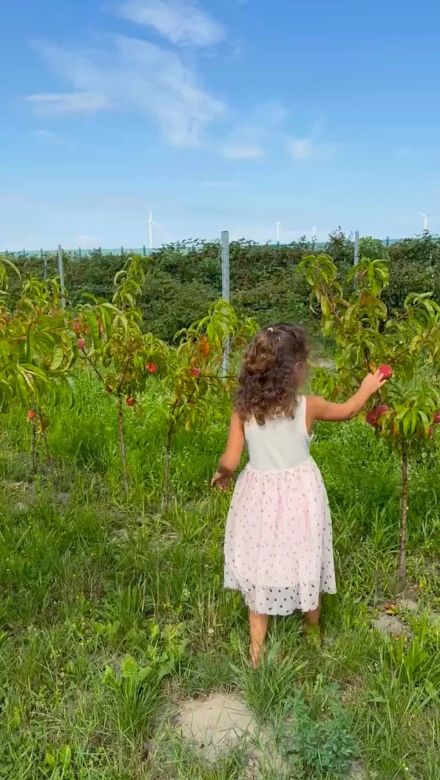 Wo unser Essen beginnt. 🌿
Wir lieben diese Momente mit unseren Kindern: gemeinsam pflücken, entdecken und anschließend aus der Ernte etwas Leckeres zubereiten.
Dabei lernen sie ganz nebenbei, wie viel Zeit, Pflege und Arbeit in unseren Lebensmitteln steckt.Denn was man selbst erntet, schätzt man ganz anders. 🫶🏻